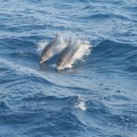 Dolphins in the Greek Islands, Greece