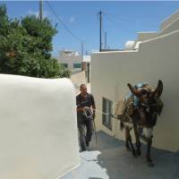 A local man navigates the narrow alleys on Pyrgos, Santorini, with his mule | Hetty Schuppert