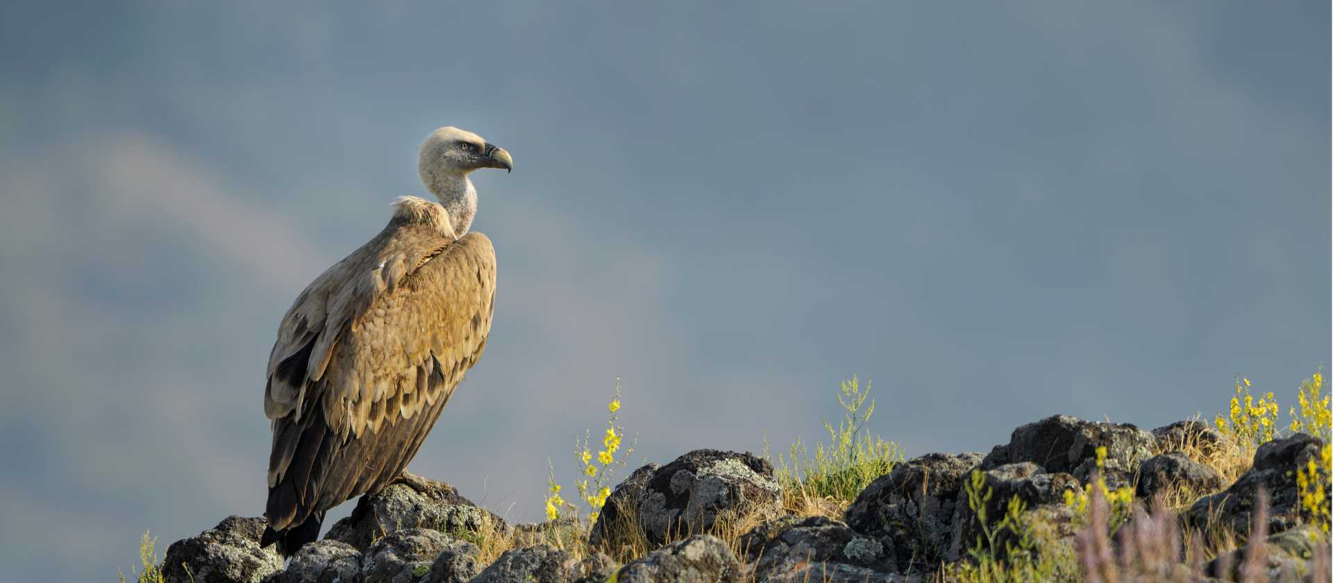 Crete is home to over 2,000 Griffon Vultures, making it the healthiest population in Greece and the largest island population globally.