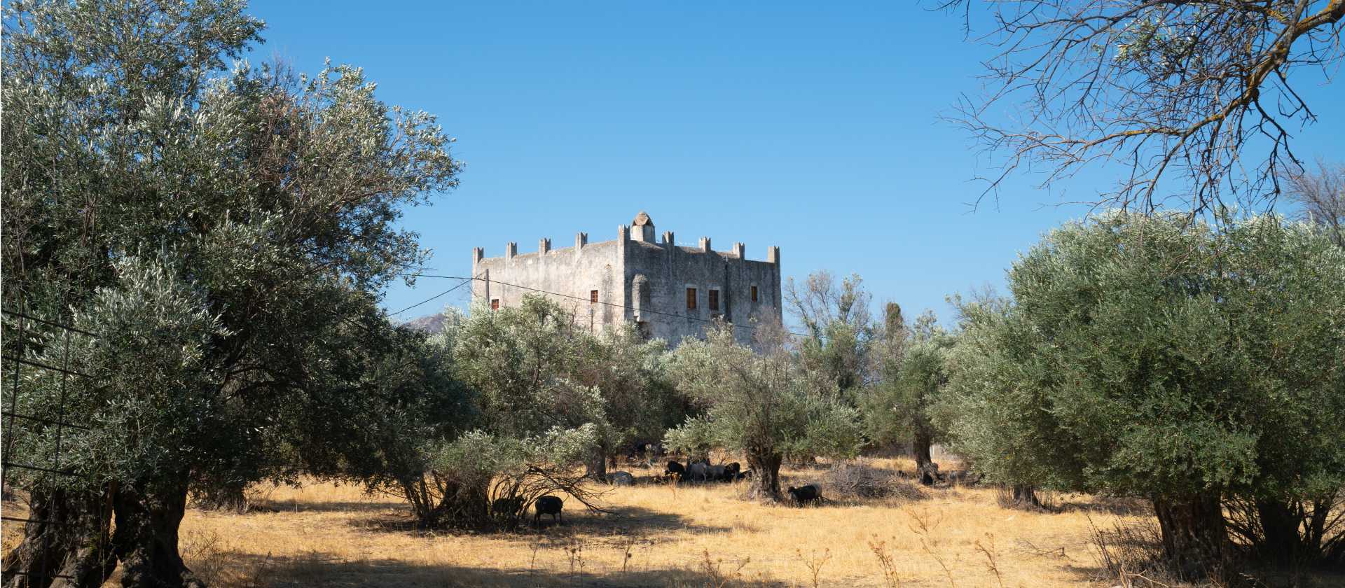 Olive trees surrounding Apano Kastro (Upper Castle) on the island of Naxos, Greece - built in 1207.