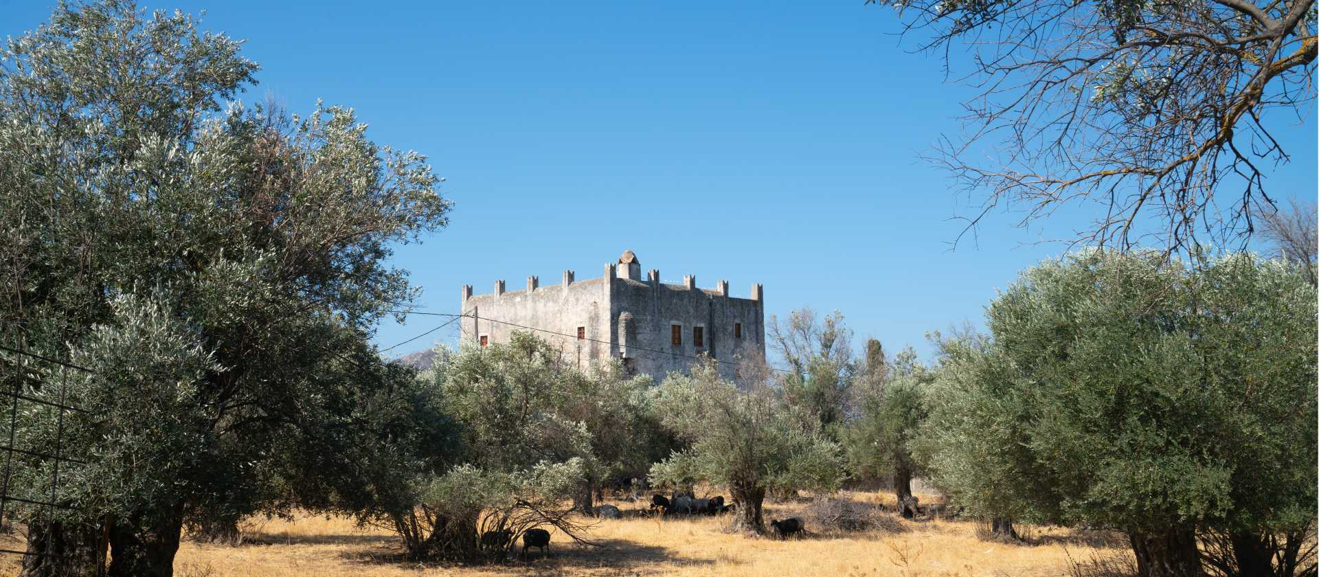 Olive trees surrounding Apano Kastro (Upper Castle) on the island of Naxos, Greece - built in 1207.