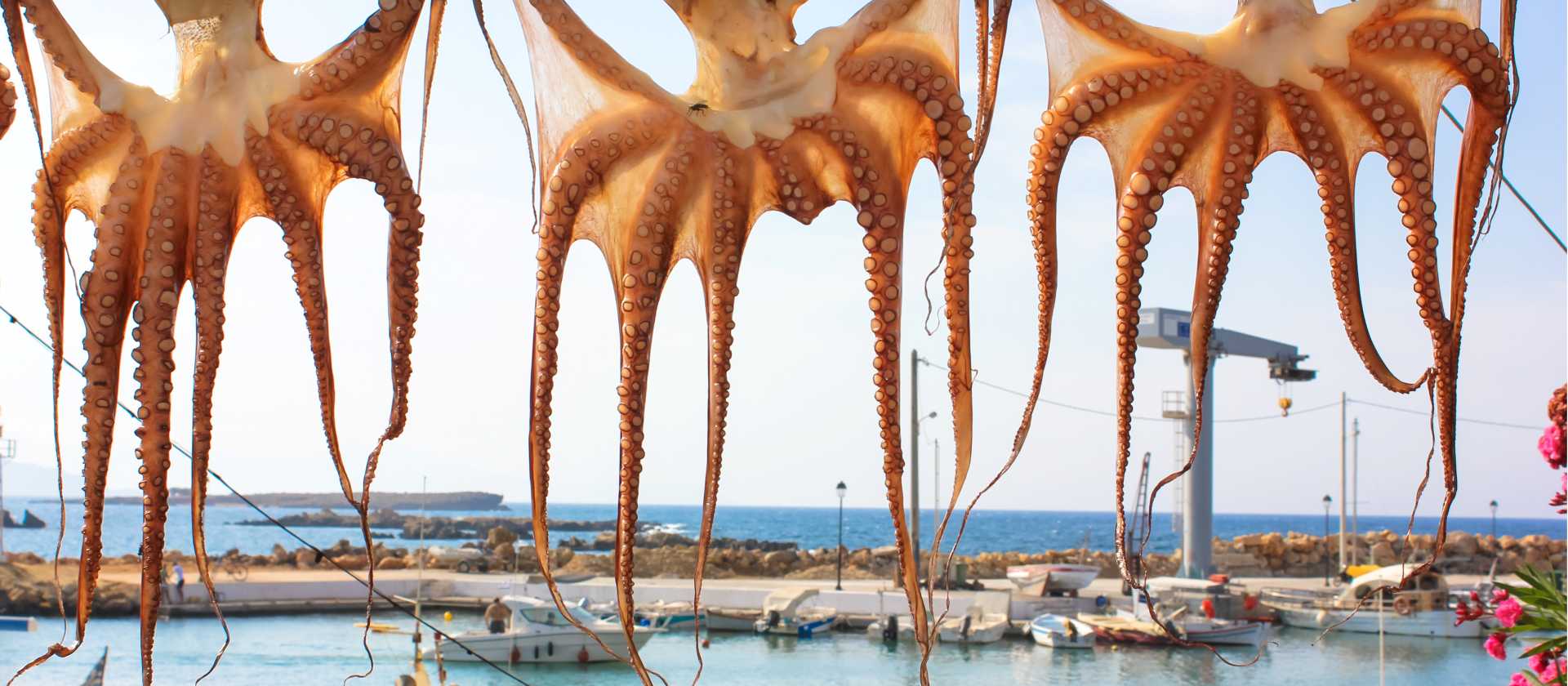 Drying octopuses in Greece