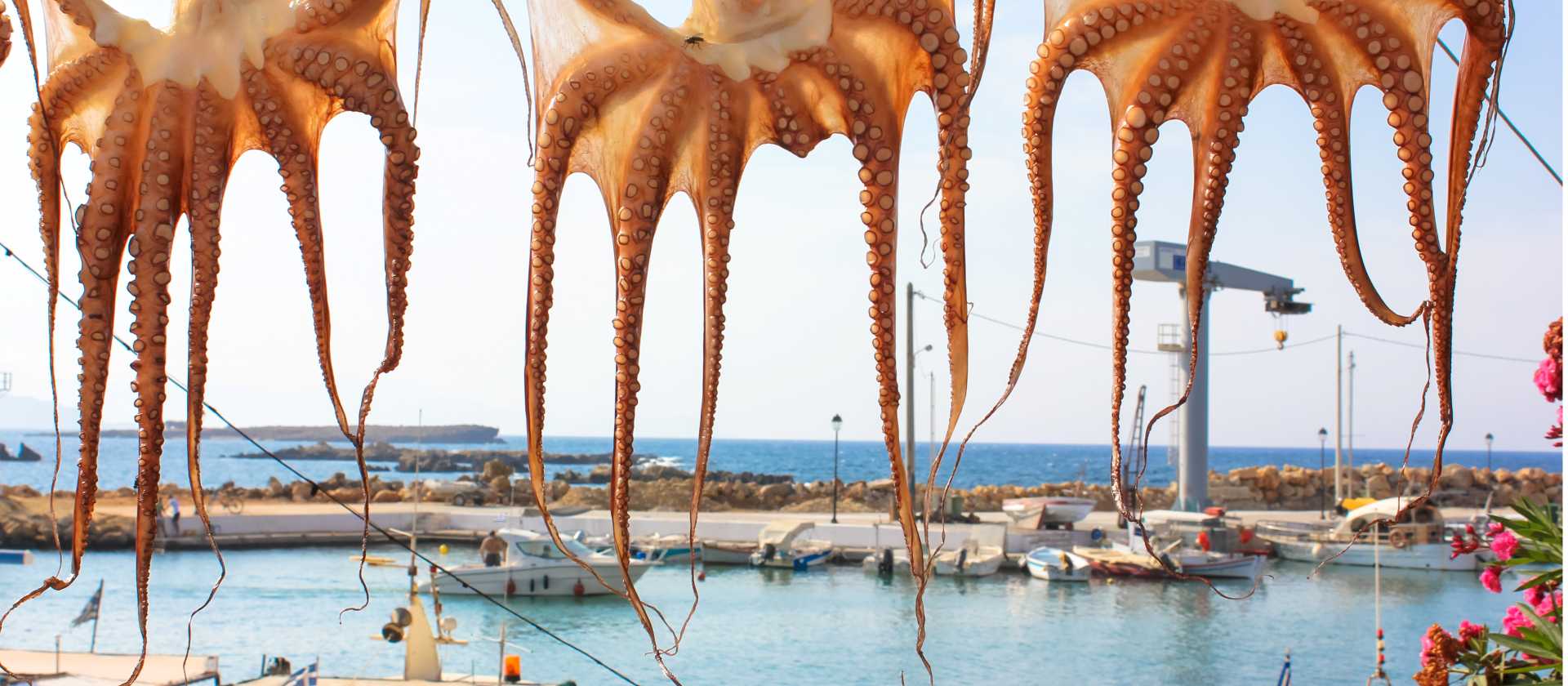 Drying octopuses in Greece
