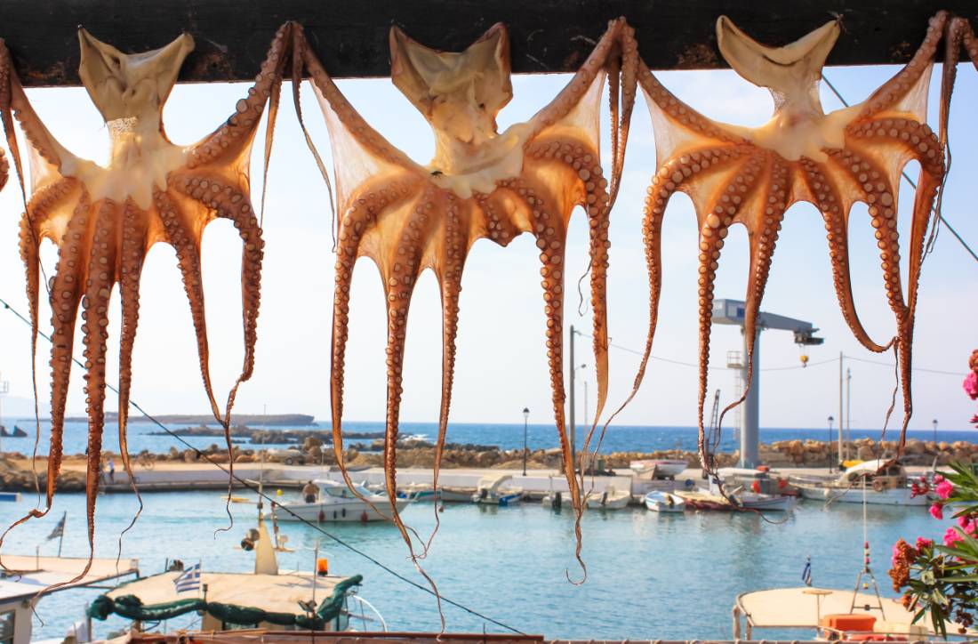 Drying octopuses in Greece