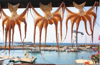 Drying octopuses in Greece