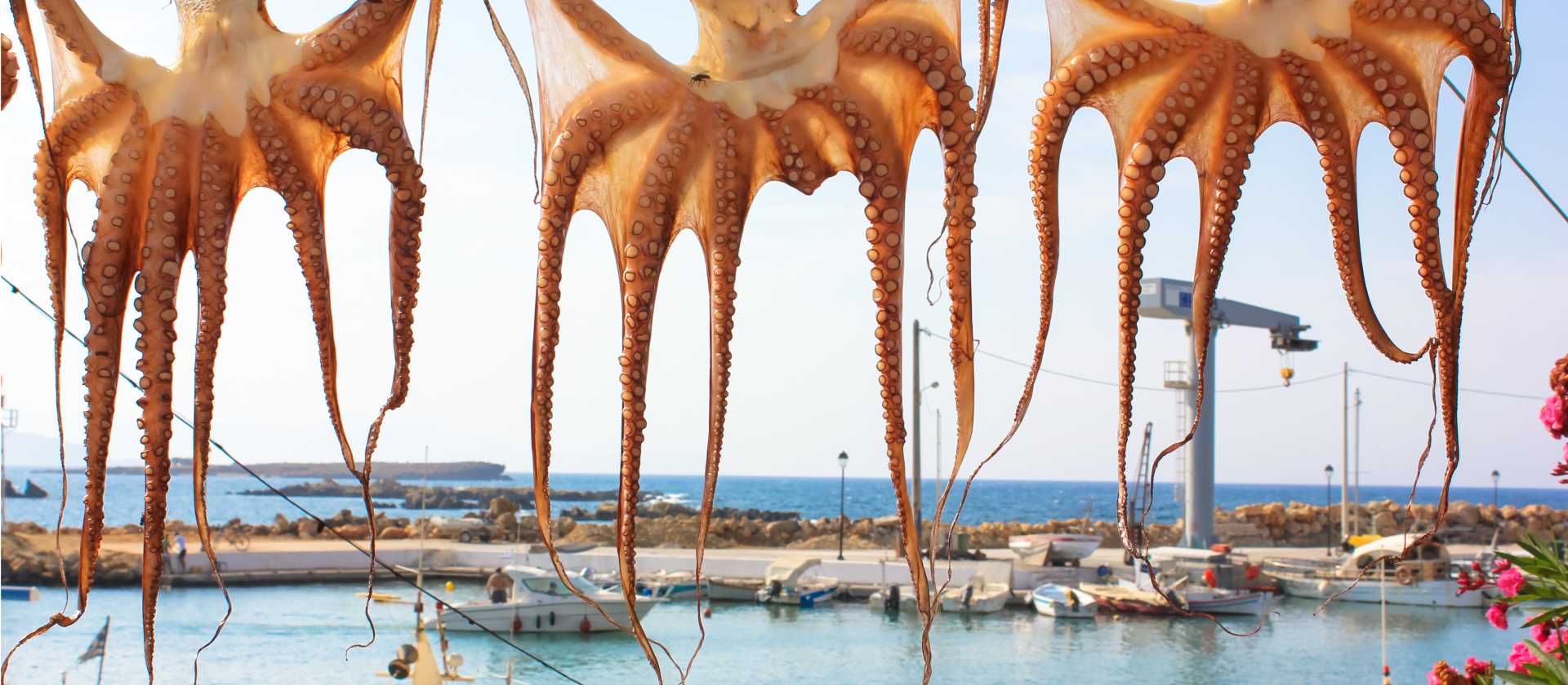 Drying octopuses in Greece
