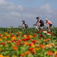 Friends cycling along a field of flowers in the Netherlands | Hollandse Hoogte