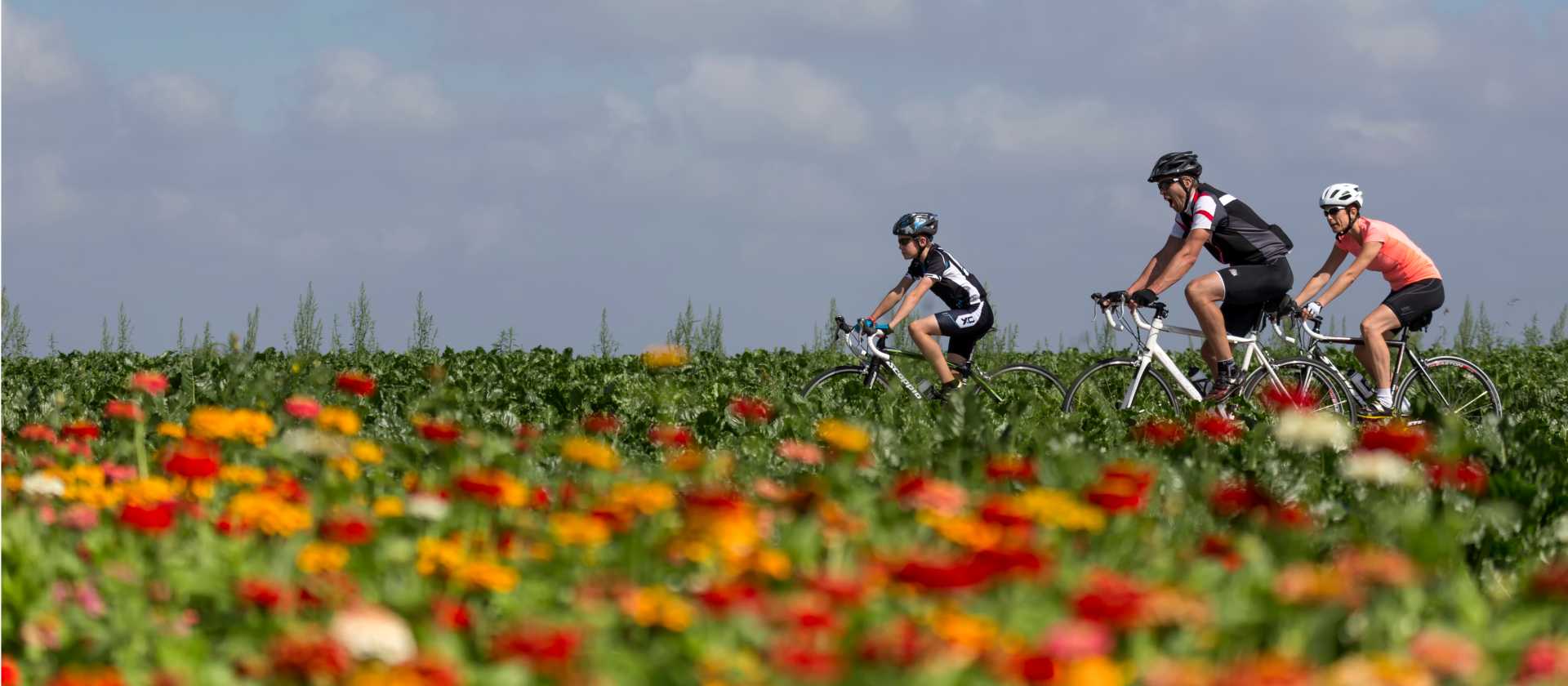 Friends cycling along a field of flowers in the Netherlands | Hollandse Hoogte