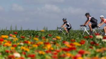 Friends cycling along a field of flowers in the Netherlands