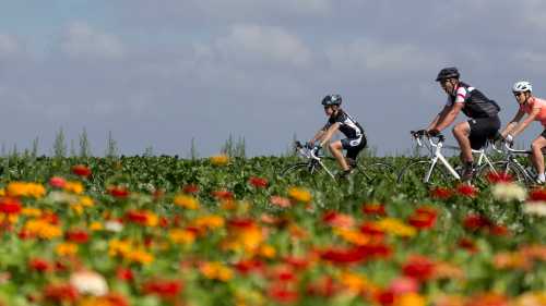 Friends cycling along a field of flowers in the Netherlands | Hollandse Hoogte