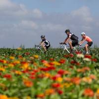 Friends cycling along a field of flowers in the Netherlands | Hollandse Hoogte