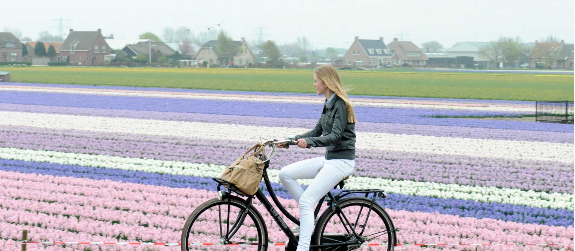 Discover the extraordinary colours of flower fields in the Netherlands | Hollandse Hoogte