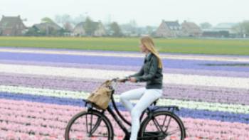 Discover the extraordinary colours of flower fields in the Netherlands