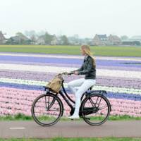 Discover the extraordinary colours of flower fields in the Netherlands | Hollandse Hoogte