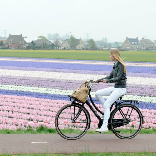Discover the extraordinary colours of flower fields in the Netherlands