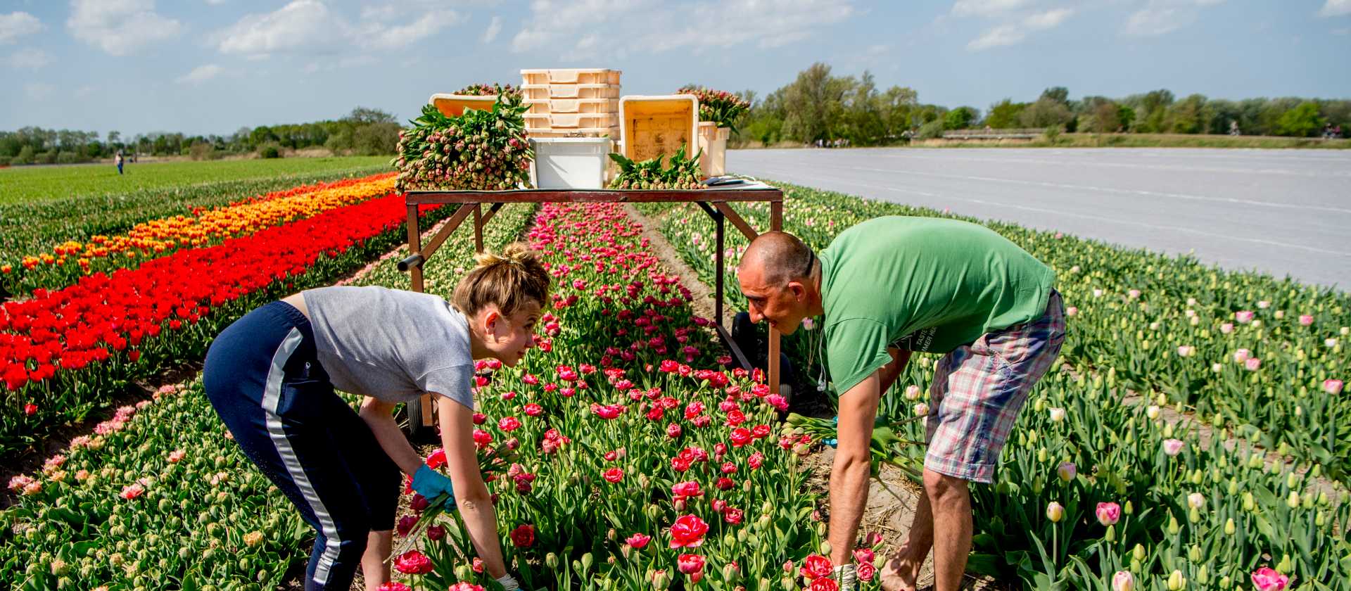 Getting hands on in the tulip gardens of Lisse | Hollandse Hoogte