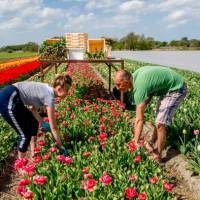 Getting hands on in the tulip gardens of Lisse | Hollandse Hoogte