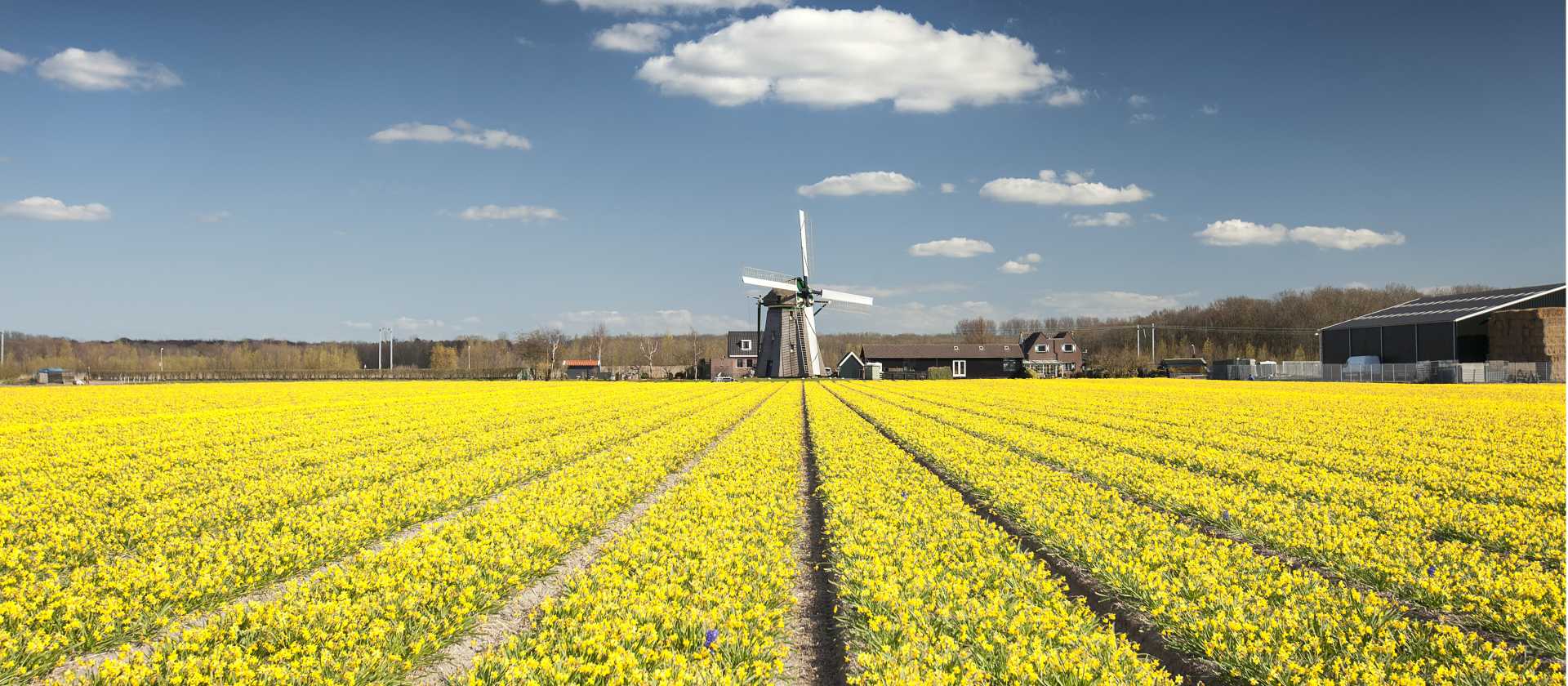 Mesmerising fields of yellow fields and a windmill in Holland | Claire Droppert