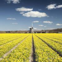 Mesmerising fields of yellow fields and a windmill in Holland | Claire Droppert