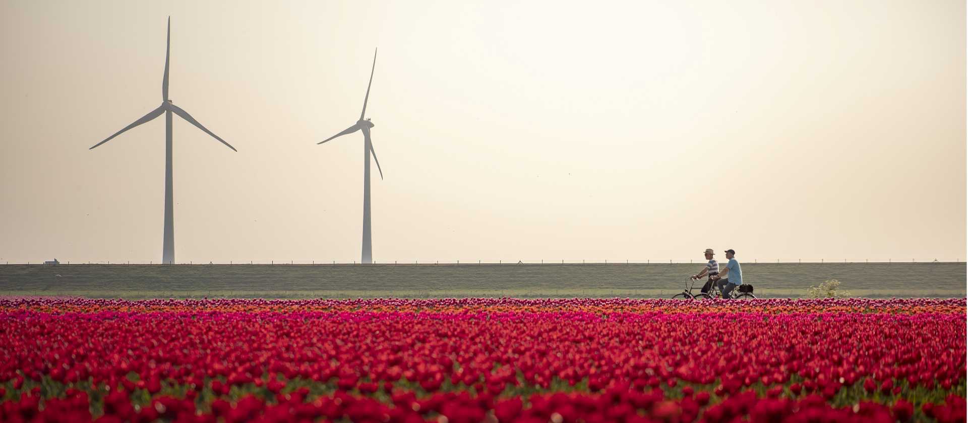 Cycling between the tulip fields in Holland | Claire Droppert
