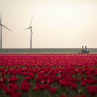 Cycling between the tulip fields in Holland | Claire Droppert