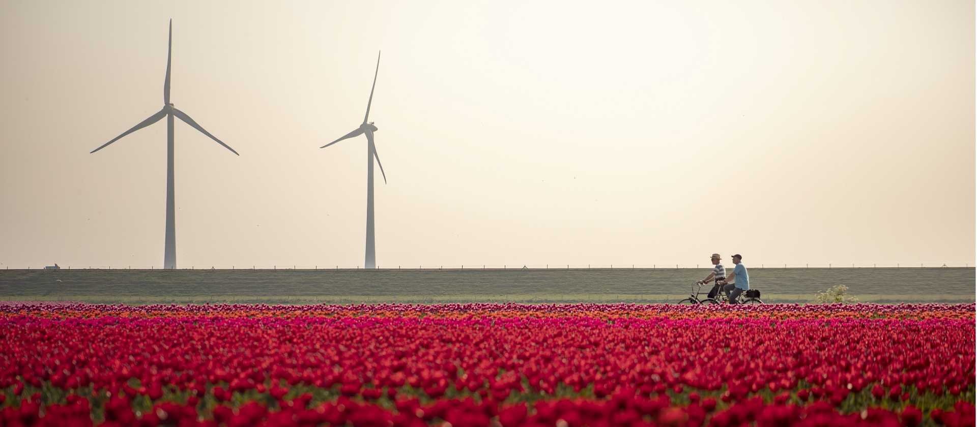 Cycling between the tulip fields in Holland | Claire Droppert