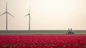 Cycling between the tulip fields in Holland