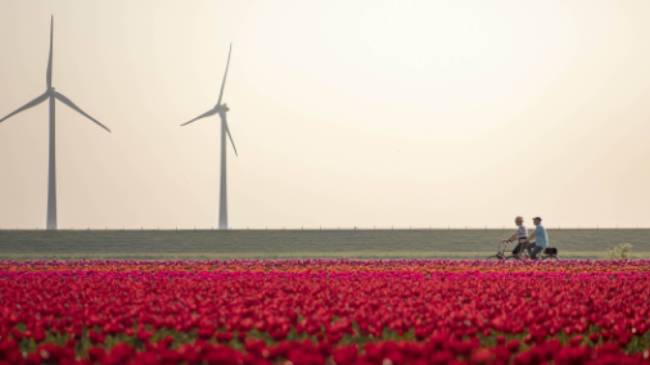 Cycling between the tulip fields in Holland | Claire Droppert