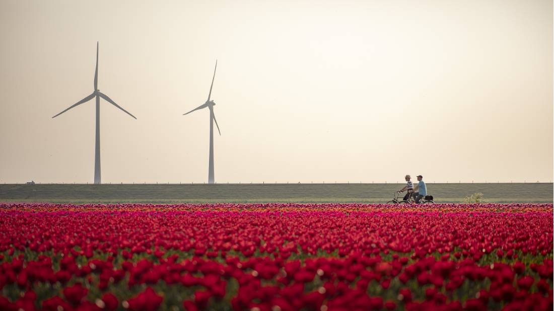 Cycling between the tulip fields in Holland |  <i>Claire Droppert</i>