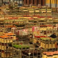 We visit the flower auction in Aalsmeer on our bike & boat trip | Richard Tulloch