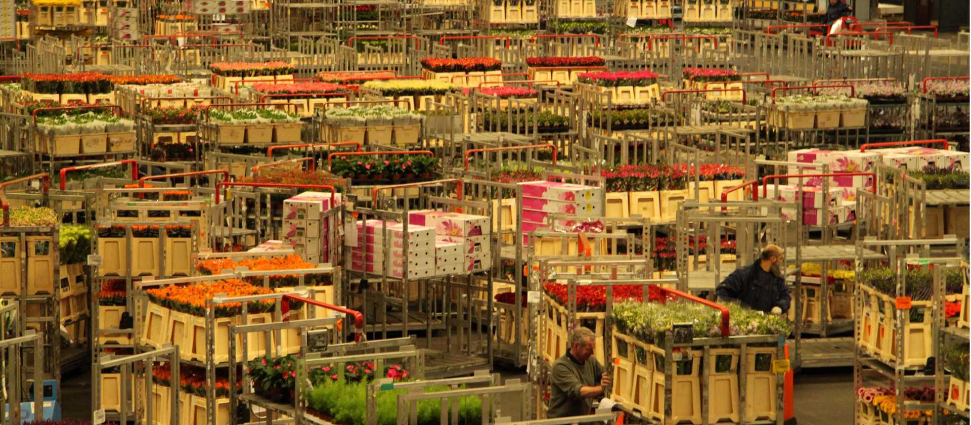 We visit the flower auction in Aalsmeer on our bike & boat trip | Richard Tulloch