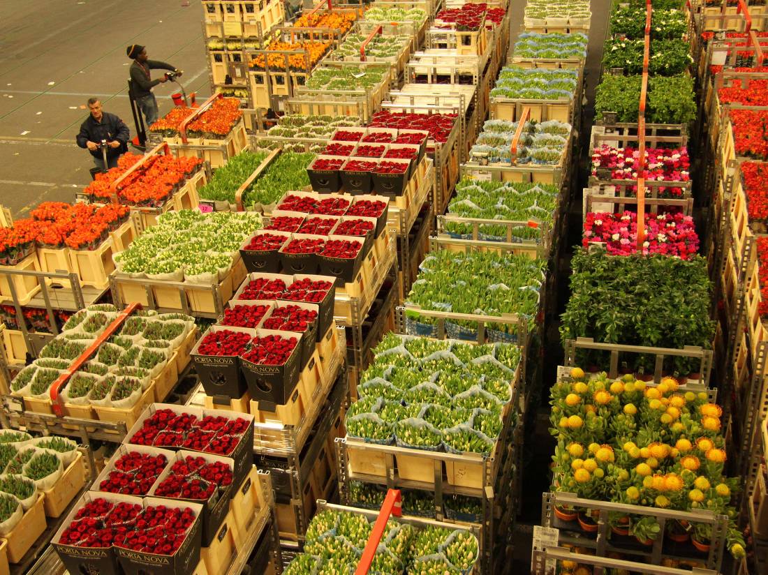 Aalsmeer Flower Market |  <i>Richard Tulloch</i>