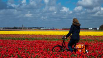 Cycle through the tulip fields of Holland