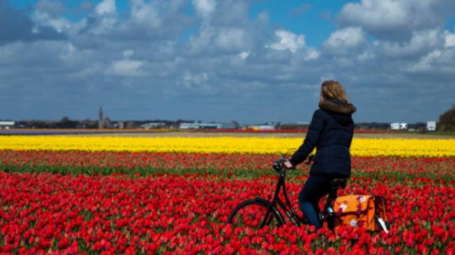 Cycle through the tulip fields of Holland | Cris Toala Olivares