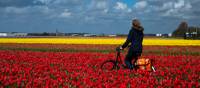 Cycle through the tulip fields of Holland |  <i>Cris Toala Olivares</i>