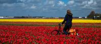 Cycle through the tulip fields of Holland |  <i>Cris Toala Olivares</i>