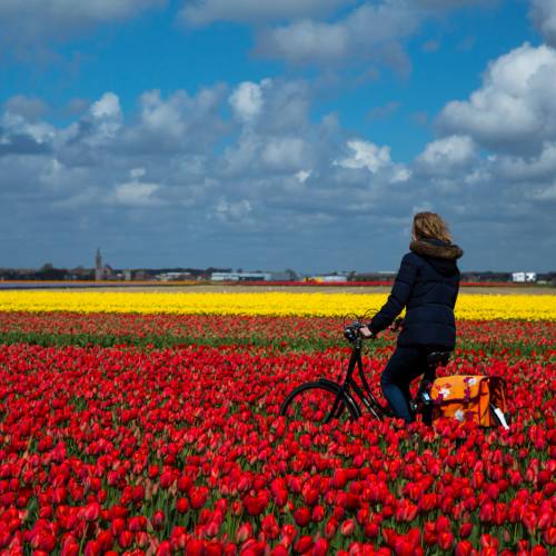 Cycle through the tulip fields of Holland