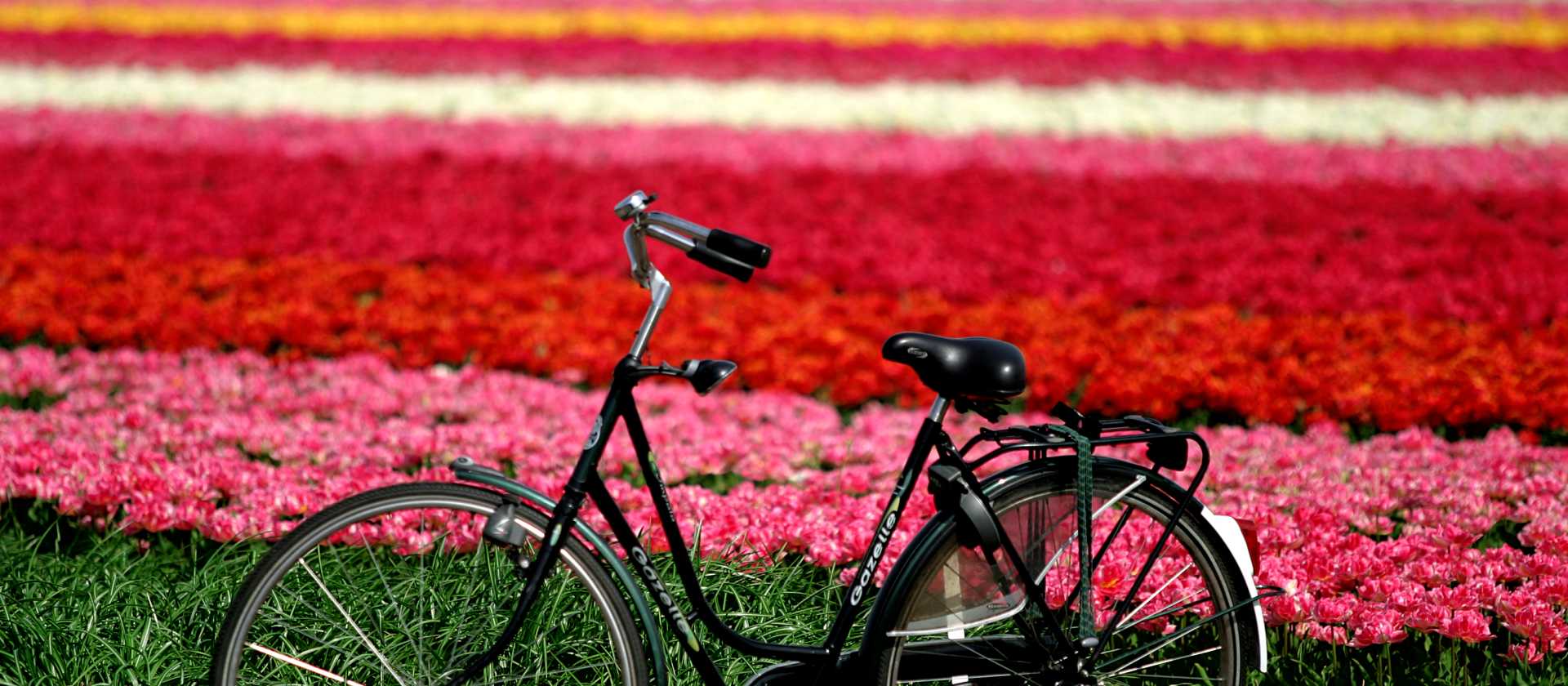 Flower field, Haarlem | NBTC