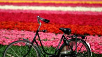 Flower field, Haarlem,NBTC Flower field, Haarlem