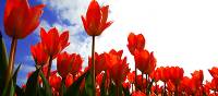 Cycle past flower fields during Spring towards the Keukenhof | NBTC