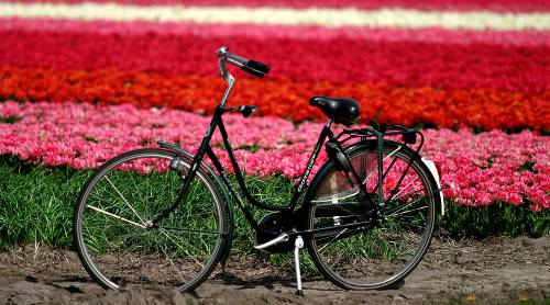 Flower field, Haarlem&#160;-&#160;<i>Photo:&#160;NBTC</i>