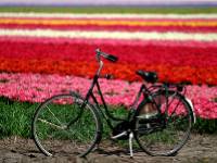 Flower field, Haarlem |  <i>NBTC</i>