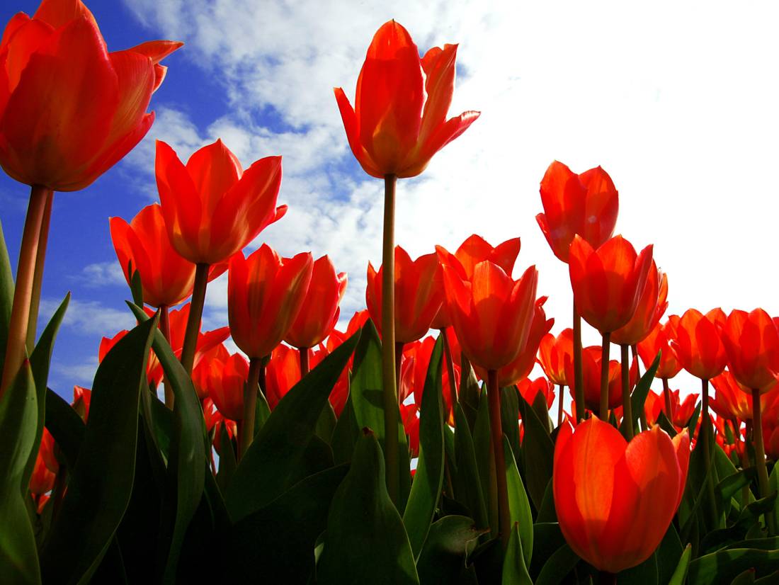 Cycle past flower fields during Spring towards the Keukenhof |  <i>NBTC</i>