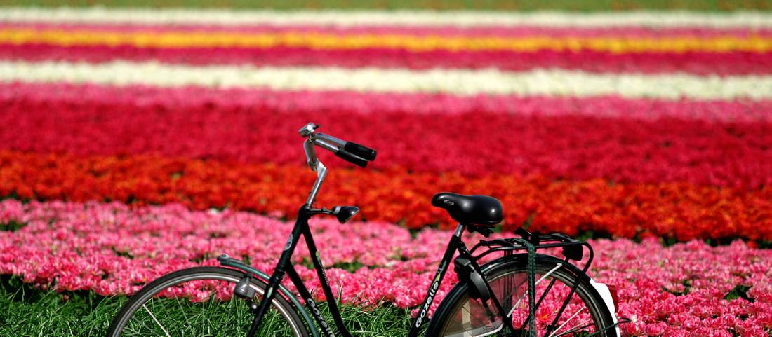 Flower field, Haarlem | <i>NBTC</i>