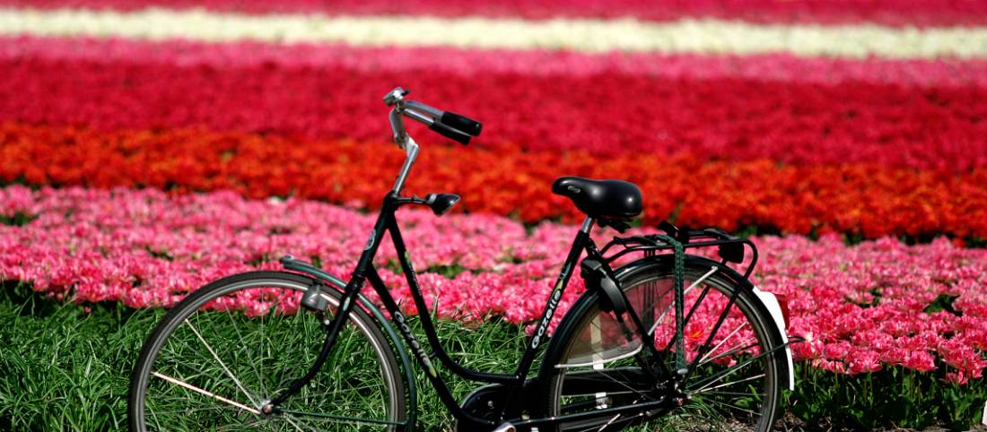 Flower field, Haarlem |  <i>NBTC</i>