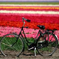 Flower field, Haarlem | NBTC