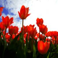 Cycle past flower fields during Spring towards the Keukenhof | NBTC