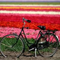 Flower field, Haarlem | NBTC
