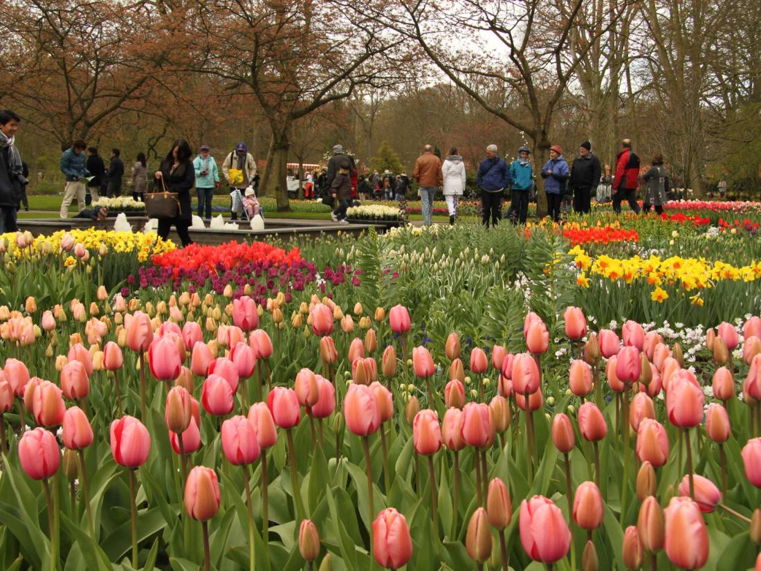 Cycle to the Keukenhof Gardens from Amsterdam |  <i>Richard Tulloch</i>