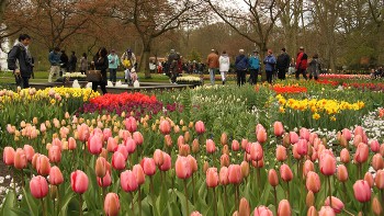 bike tour netherlands